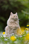 cream Maine-Coon-Cross
