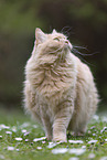 cream Maine-Coon-Cross
