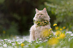 cream Maine-Coon-Cross