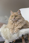 Maine-Coon-Cross