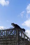 Maine-Coon-Cross