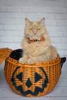 Maine-Coon-Cross