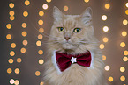 Maine-Coon-Cross