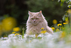 Maine-Coon-Cross