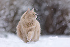 Maine-Coon-Cross