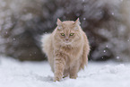 Maine-Coon-Cross