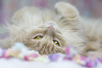 Maine-Coon-Cross
