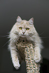 Maine-Coon-Cross