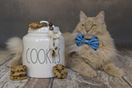 Maine-Coon-Cross