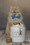Maine-Coon-Cross