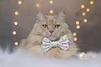 Maine-Coon-Cross