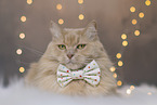 Maine-Coon-Cross