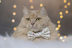 Maine-Coon-Cross