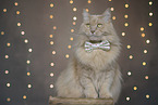 Maine-Coon-Cross