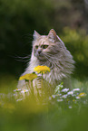 Maine-Coon-Cross
