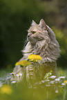Maine-Coon-Cross