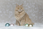 Maine-Coon-Cross