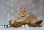 Maine-Coon-Cross