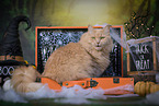 Maine-Coon-Cross