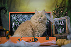 Maine-Coon-Cross