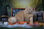 Maine-Coon-Cross