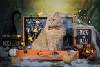 Maine-Coon-Cross