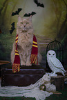 Maine-Coon-Cross