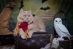 Maine-Coon-Cross