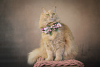Maine-Coon-Cross