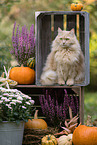 Maine-Coon-Cross