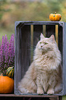 Maine-Coon-Cross