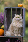 Maine-Coon-Cross