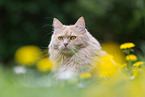 Maine-Coon-Cross