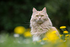 Maine-Coon-Cross