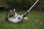 Maine-Coon-Cross
