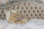 Maine-Coon-Cross