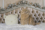Maine-Coon-Cross