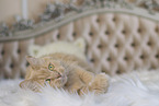 Maine-Coon-Cross