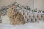 Maine-Coon-Cross