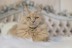 Maine-Coon-Cross