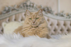 Maine-Coon-Cross