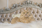 Maine-Coon-Cross