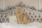 Maine-Coon-Cross