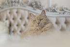 Maine-Coon-Cross