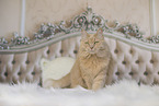 Maine-Coon-Cross