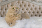 Maine-Coon-Cross