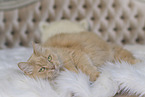 Maine-Coon-Cross