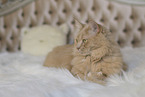 Maine-Coon-Cross