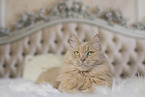 Maine-Coon-Cross