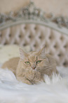 Maine-Coon-Cross